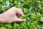 茶葉是打通人體經(jīng)絡(luò)最有效的食品？復(fù)旦研究：不同茶葉有相應(yīng)歸經(jīng)