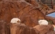 昆明動物園猴群與貓共處引爭議，園方回應：計劃將貓移出猴山
