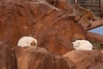 昆明動物園猴群與貓共處引爭議，園方回應(yīng)：計劃將貓移出猴山