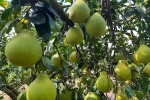 沙果果：做好沙棘香柚融合文章，“飲”領振興路